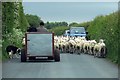 Sheep on Height Lane