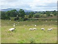 Field with sheep near Shipley Lane