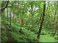 NY7062 : Footpath through Bellister Wood by Graham Robson