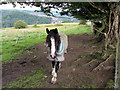 Horse near Pont-Sion-Norton