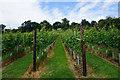 SO8105 : Vines above Ebley by Bill Boaden