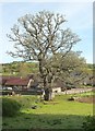 Oak at Gatcombe Farm