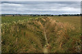 A field boundary and drainage ditch on Scarisbrick Moss