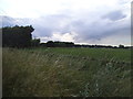 Field by the A507, Ampthill