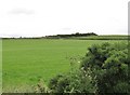 Grass crop on the east side of Burren Road