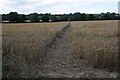 SP4231 : Footpath to Irondown Farm by Philip Halling