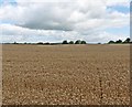 Wheat field near Ash Thomas