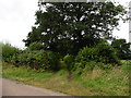 Farm track at Thornes Park