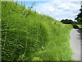 Horsetail (Equisetum), Clevancy