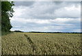 NZ1496 : Wheat field adjacent to Bellamour by Trevor Littlewood