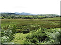 Wetland between the Altnadua Road and the A25