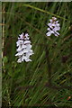 NH1321 : Heath Spotted Orchids (Dactylorhiza maculata), near Loch Coulavie, Glen Affric by Mike Pennington