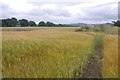 Barley, Longden