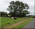 Cattle at the turning for River Road