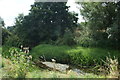 View of the River Roding from Roding Valley Nature Reserve #3