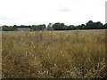 Field of oilseed rape