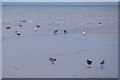 SD2609 : Bar-tailed Godwits (Limosa lapponica), Mad Wharf, Formby by Mike Pennington