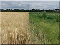 Crop fields, Iver