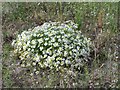 Scentless Mayweed beside farm track, Iver