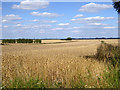 TL5671 : Fields of grain by Robin Webster