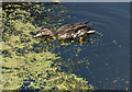 This duck is finding the weed quite delicious