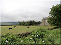 NZ1546 : Grazing cattle at Hollinside by Robert Graham
