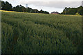 Mid Devon : Grassy Field