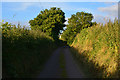 Mid Devon : Country Lane