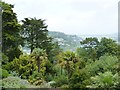 Exotic palms and ferns fill the gardens at Overbecks