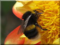 Buff-tailed bumblebee