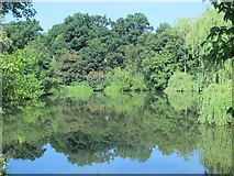 TQ5945 : Lake in Somerhill Park (2) by Mike Quinn