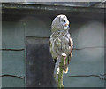 Lotherton bird garden: great grey owl