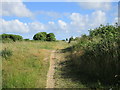 Path on Milton Common