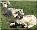 Bovine trio, near New Earswick