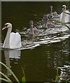 Tiverton : Grand Western Canal - Swans