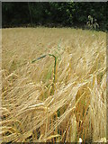 SE9284 : Wild  Oat  in  a  field  of  Barley by Martin Dawes