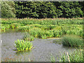 SE2336 : Reed beds at Rodley nature reserve by Stephen Craven