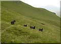 NM3895 : Feral goats, by Bealach an Òir by Craig Wallace