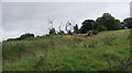 A grassy hillside with dead tree adjacent to footpath