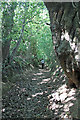 Lane above Woodhayne Barton, Culmstock