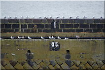 NJ9605 : Kittiwakes (Rissa tridactyla) on the North Pier, Aberdeen by Mike Pennington