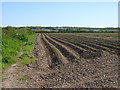 Potato field with Solva in the background