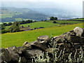 View west across Airedale