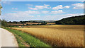 Barley ready for harvesting on Duncombe Farm