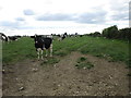 Dairy cattle near Jarratt Hills Lane Farm