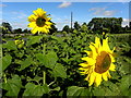 Sunflower heads, Curr