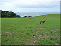 SC2988 : Sheep grazing at Ballanquine by Christine Johnstone