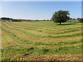 Hay field, Dunnamore