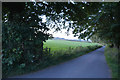 South Hams : Country Lane