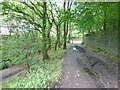 Wall around Wilderswood